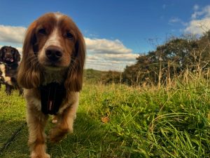 Dog walking services provided in Hove, Brighton by The Happy Dog Company