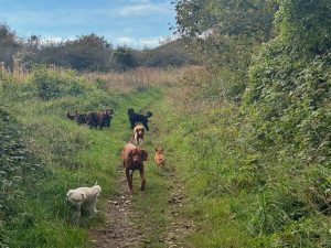 Dog walking services in Brighton, Hove and throughout Sussex by The Happy Dog Company