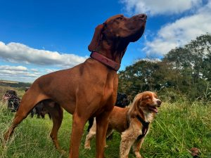 Providing you with some doggy day care in Brighton