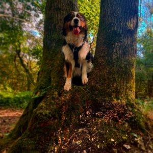 Dog walking services in the Brighton area by The Happy Dog Company