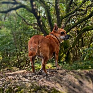 Dog walking Company based in Brighton - The Happy Dog Company