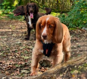 We are a dog walking company based in Brighton with staff