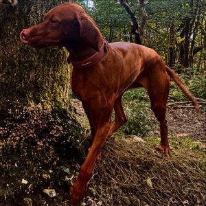 We have dog walkers who can collect your dog for walks and return them home.