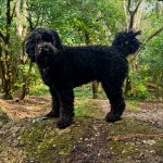 Dog walking services in Hove, some of the services we provide by the Happy Dog Company