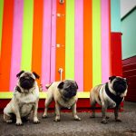 © The Happy Dog Company - dog walking services