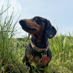 Exploring and playing in the countryside during the dog walking services in Brighton by The Happy Dog Company