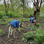Enjoying the fun from the countryside walks provided for our dog walking services in Brighton by The Happy Dog Company