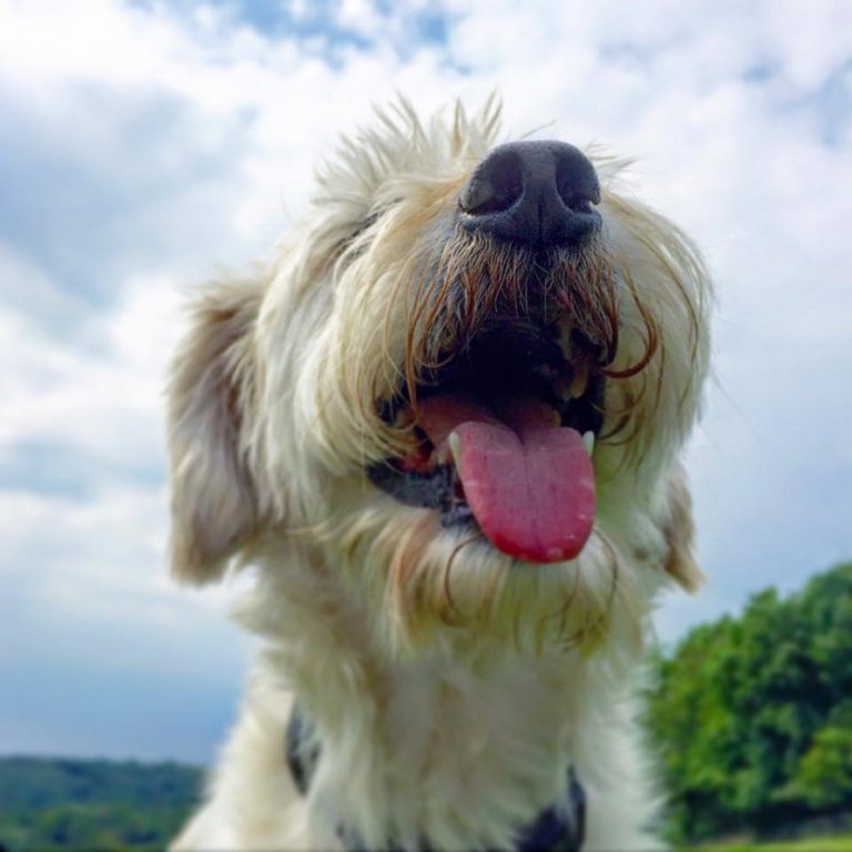 © The Happy Dog Company