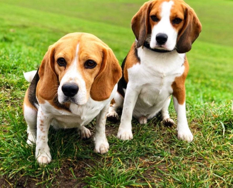 Dog walking services in Brighton by The Happy Dog Company
