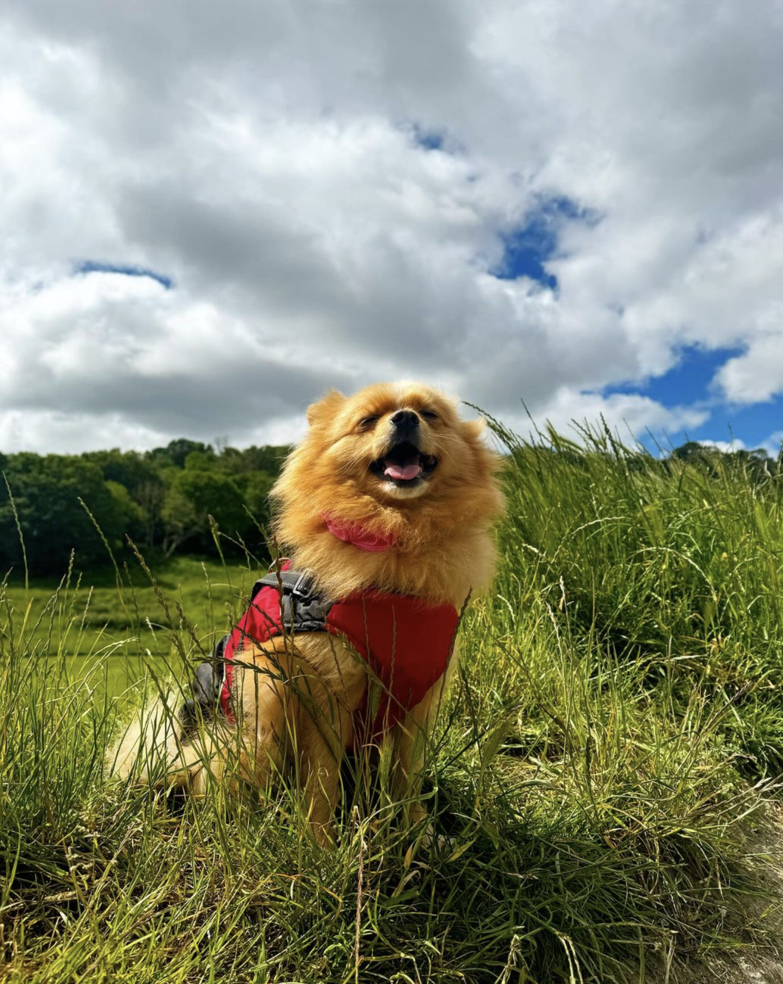 Exploring the countryside during the dog walking services in Brighton by The Happy Dog Company
