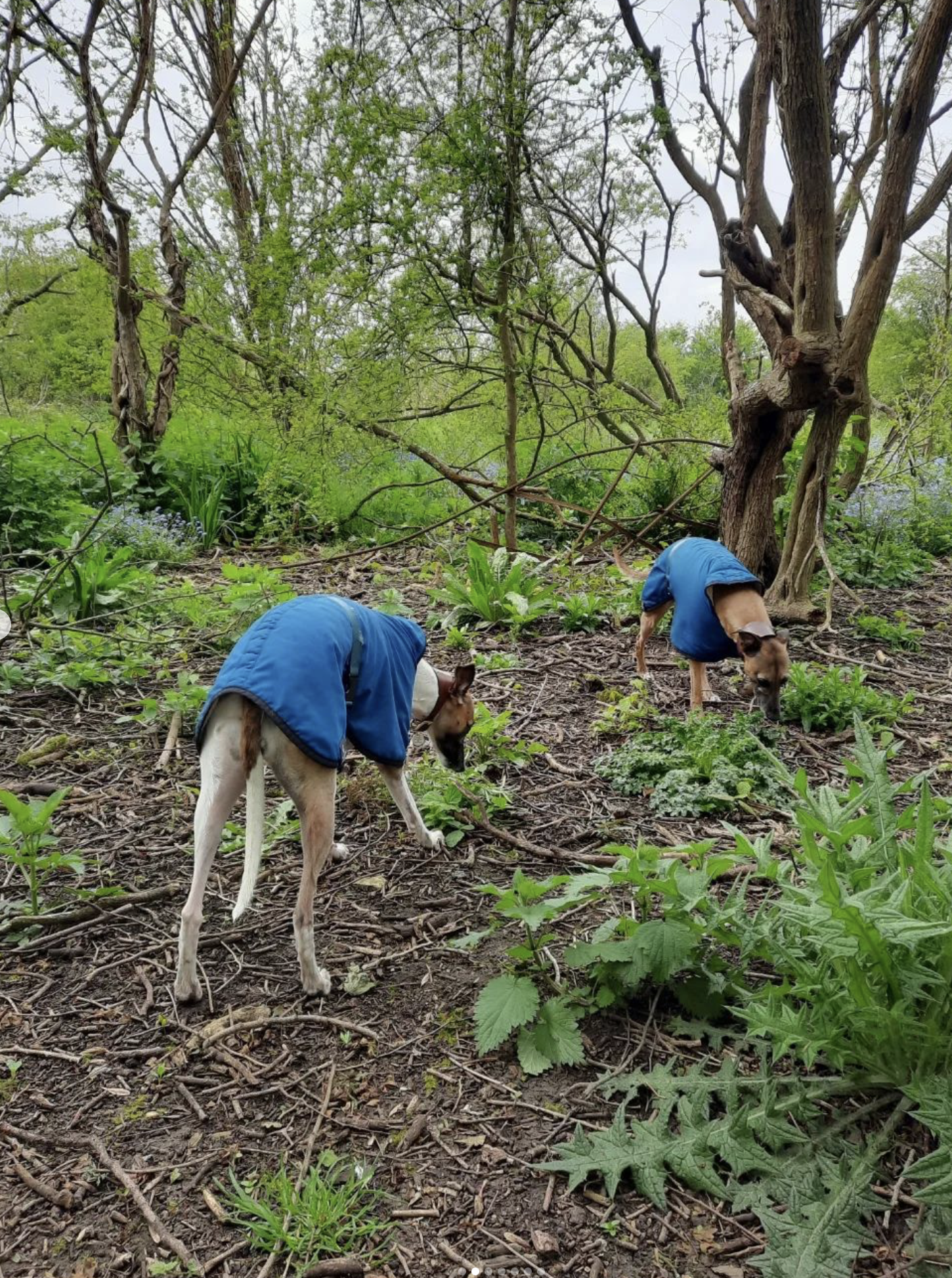 Enjoying the fun from the countryside walks provided for our dog walking services in Brighton by The Happy Dog Company