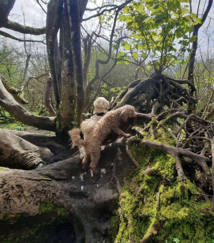 Enjoying rambling around the countryside walks provided for our dog walking services in Brighton by The Happy Dog Company