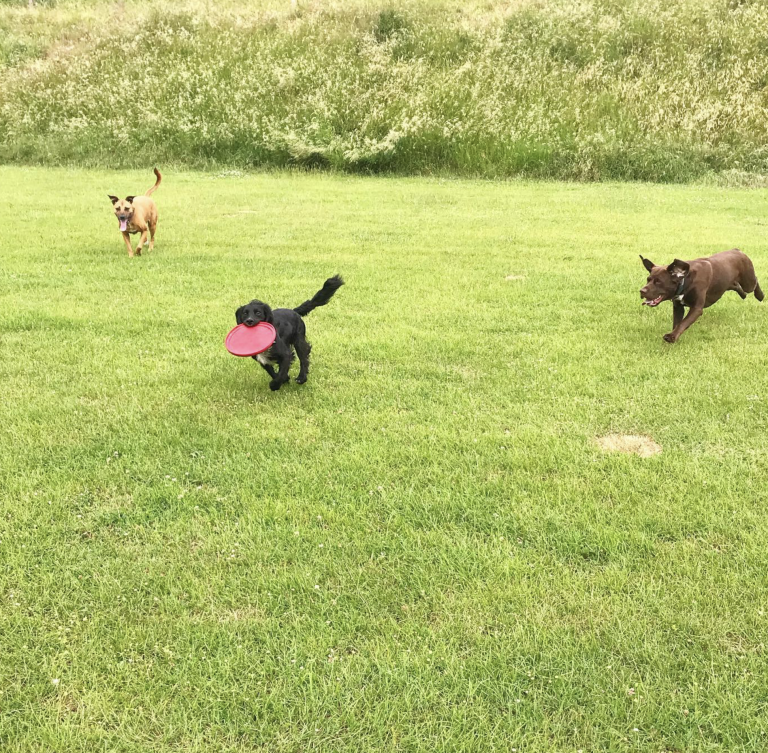 Playing and having fun during the countryside walks provided for our dog walking services in Brighton by The Happy Dog Company