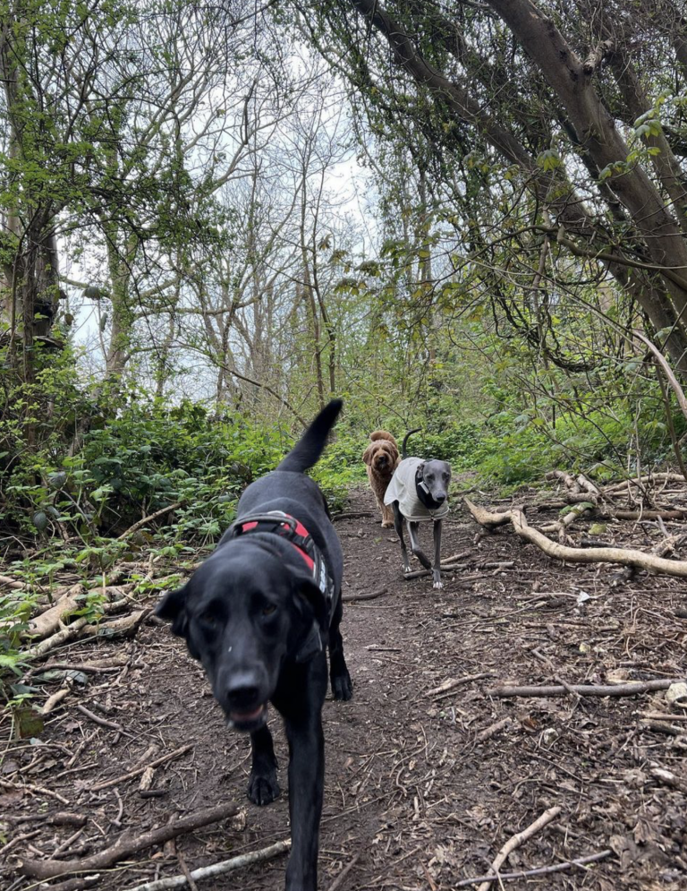 Countryside long walks provided for our dog walking services in Brighton by The Happy Dog Company