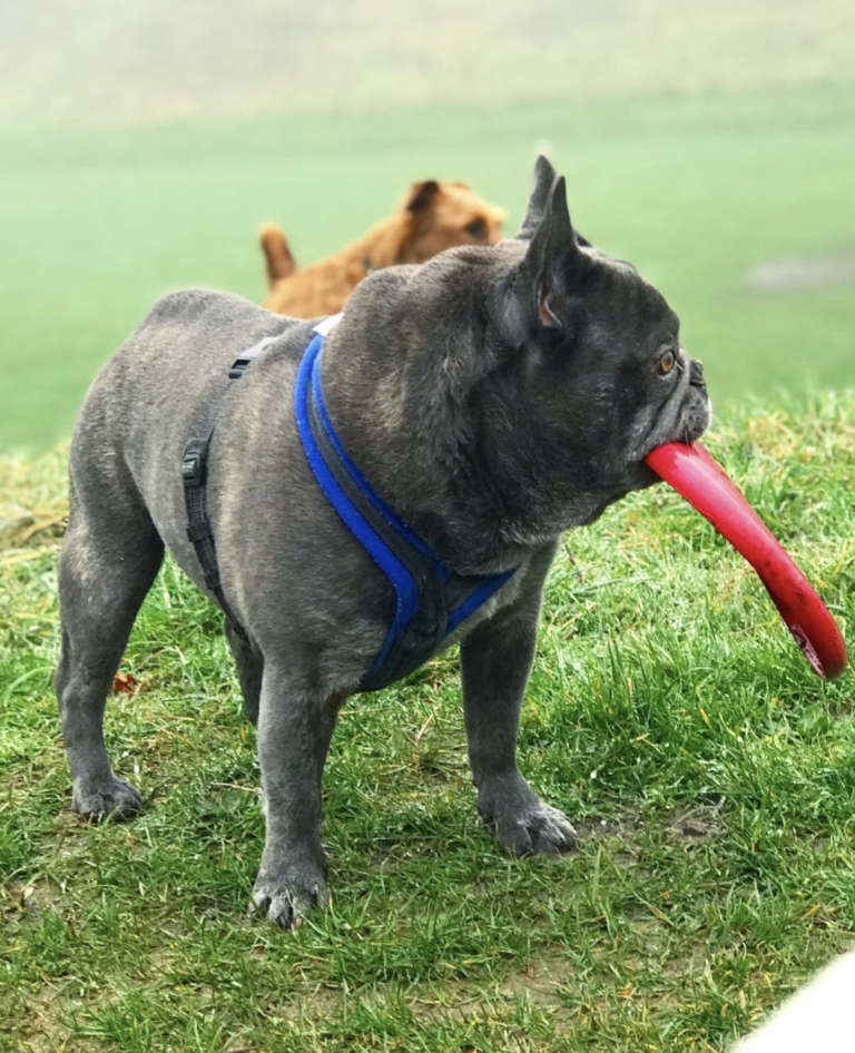 Scenic walks provided for our dog walking services in Brighton by The Happy Dog Company