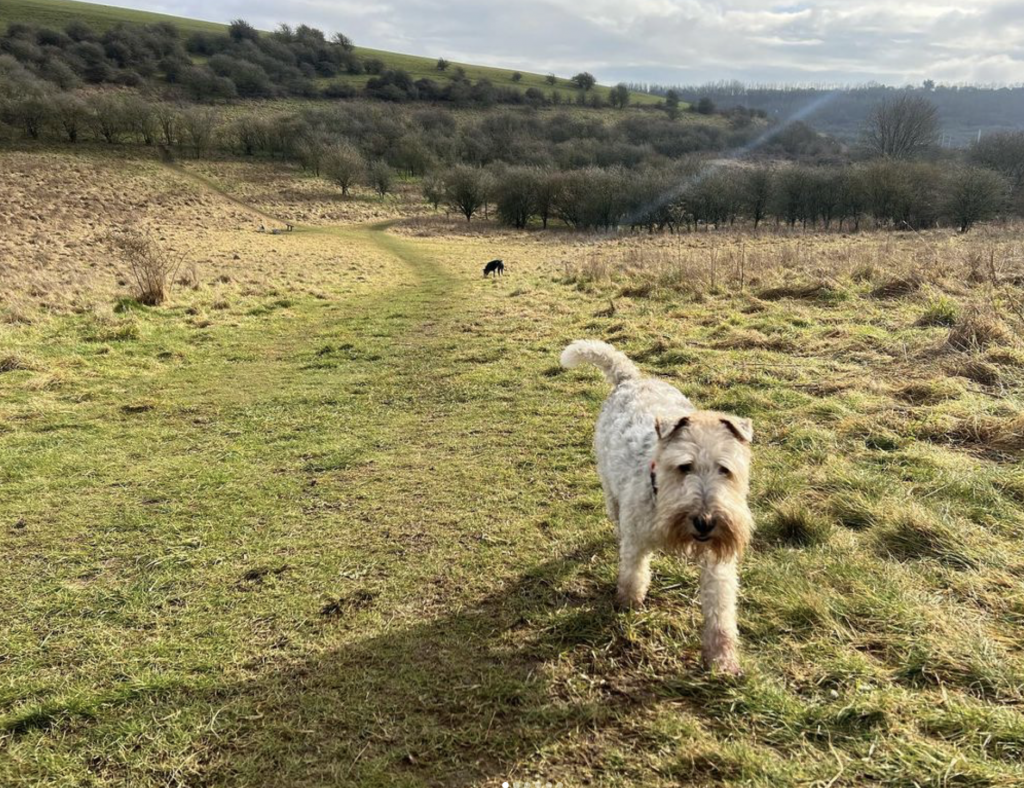 Country walks provided for our dog walking services in Brighton by The Happy Dog Company